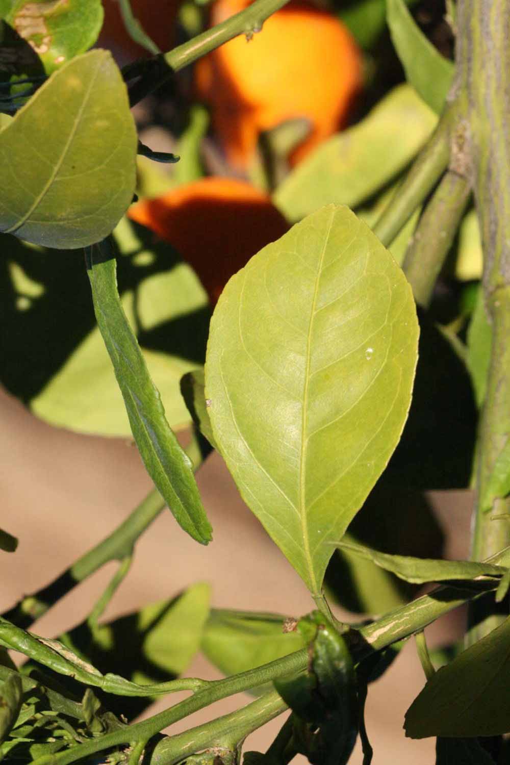            Unifoliolate leaf (Riverside, CA)   